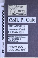 Etiketten zu Melanotus correctus (NHMW-ZOO-COL-0007466)